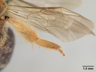 Andrena helianthi, female, wing