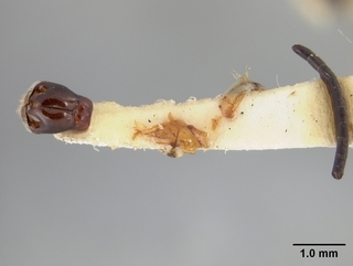 Andrena mariae, male, genitalia