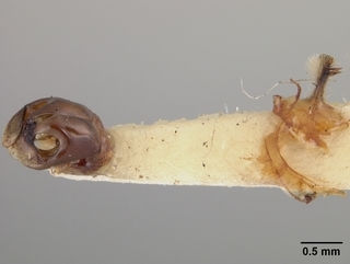 Andrena mariae, male, genitalia