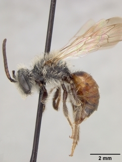 Andrena mariae, male, side