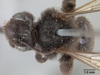 Andrena nigerrima, female, top