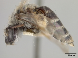 Andrena papagorum, female, side