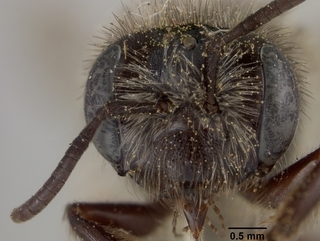 Andrena parnassiae, female, face