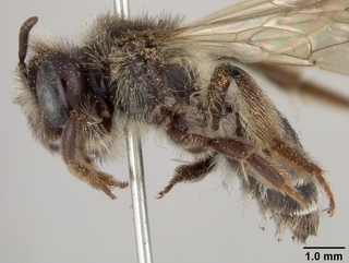 Andrena parnassiae, female, side