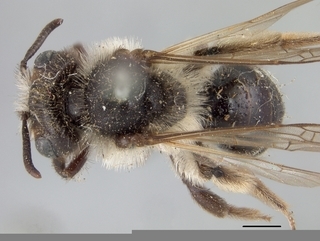 Andrena parnassiae, female, top