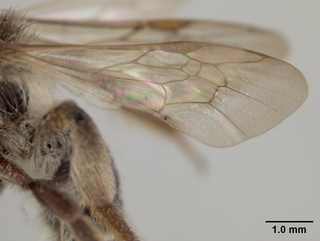 Andrena parnassiae, female, wing