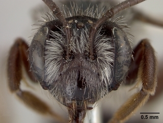 Andrena peckhami, female, face