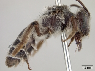 Andrena peckhami, female, side