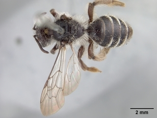 Andrena peckhami, female, top
