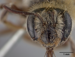 Andrena pecosana, female, face