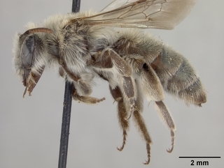 Andrena plumiscopa, female, side