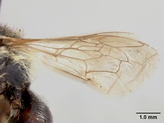Melitta americana, female, wing