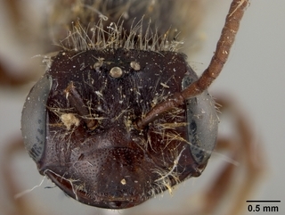 Andrena chromotricha, male, face