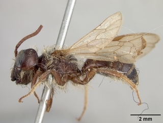 Andrena chromotricha, male, side