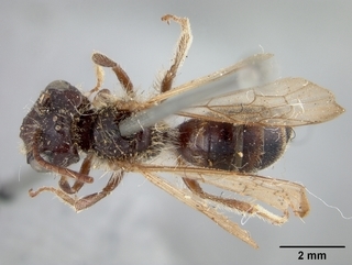 Andrena chromotricha, male, top