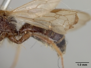 Andrena chromotricha, male, wing