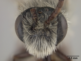 Andrena mariae, male, face