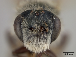 Andrena nigrae, male, face