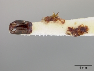 Andrena nigrae, male, genitalia