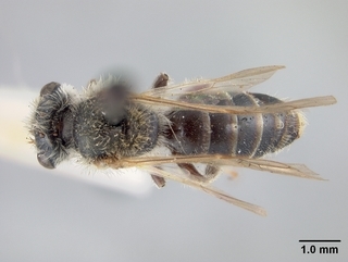 Andrena nigrae, male, top