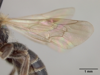 Andrena nigrae, male, wing