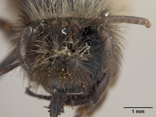Andrena perarmata, female, face