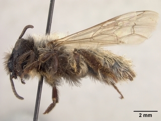 Andrena perarmata, female, side