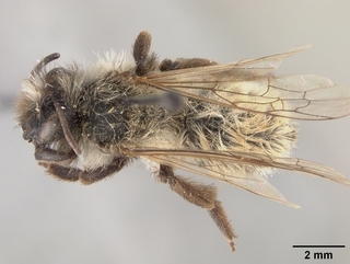 Andrena perarmata, female, top