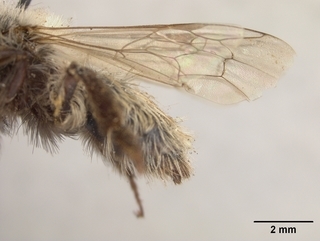 Andrena perarmata, female, wing