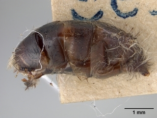 Andrena perarmata, male, abdomen
