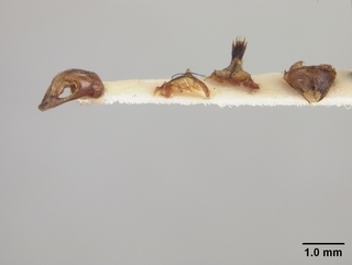 Andrena perarmata, male, genitalia