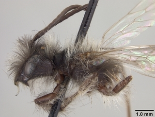 Andrena perarmata, male, side