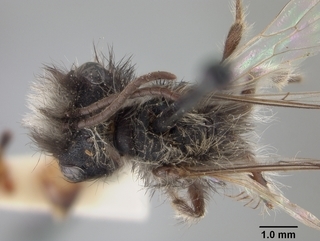 Andrena perarmata, male, top