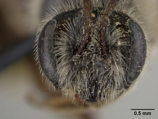 Andrena phaceliae, female, face