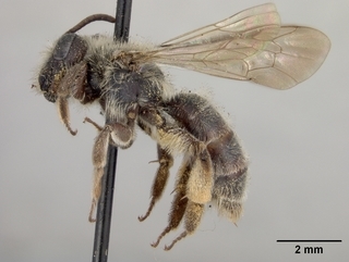 Andrena phaceliae, female, side