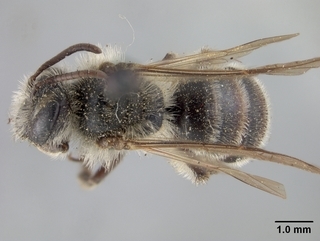 Andrena phaceliae, female, top