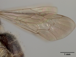 Andrena phaceliae, female, wing