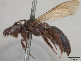 Andrena porterae, female, side