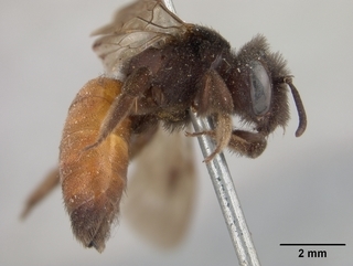 Andrena prima, female, side