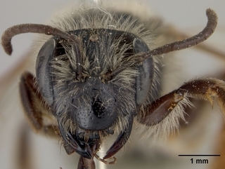 Andrena rufosignata, female, face