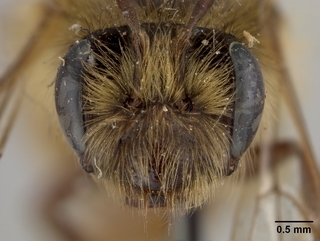 Andrena rufosignata, female, face