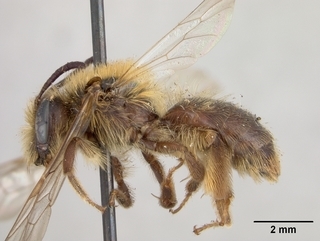 Andrena rufosignata, female, side