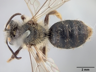 Andrena rufosignata, female, top