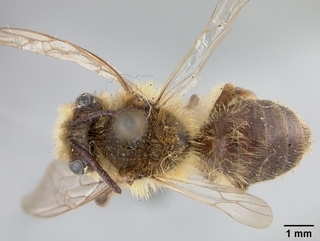 Andrena rufosignata, female, top