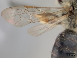 Andrena rufosignata, female, wing