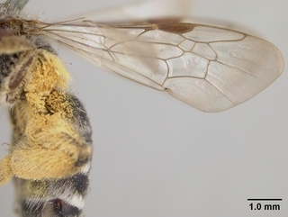 Andrena semipunctata, female, wing