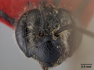Andrena sigmundi, female, face