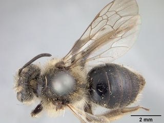 Andrena sigmundi, female, top