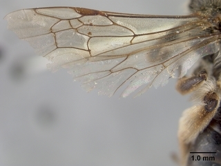 Andrena sigmundi, female, wing