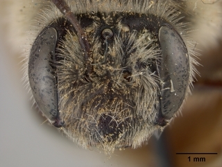 Andrena sitiliae, female, face
